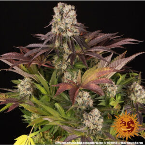 Purple Punch x Lemon Drizzle - Barneys Farm feminisiert 3er Pack
