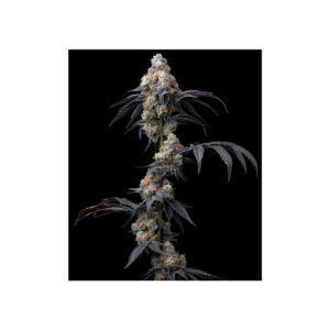 Rainbow Sherbet - Barneys Farm feminisiert 3er Pack
