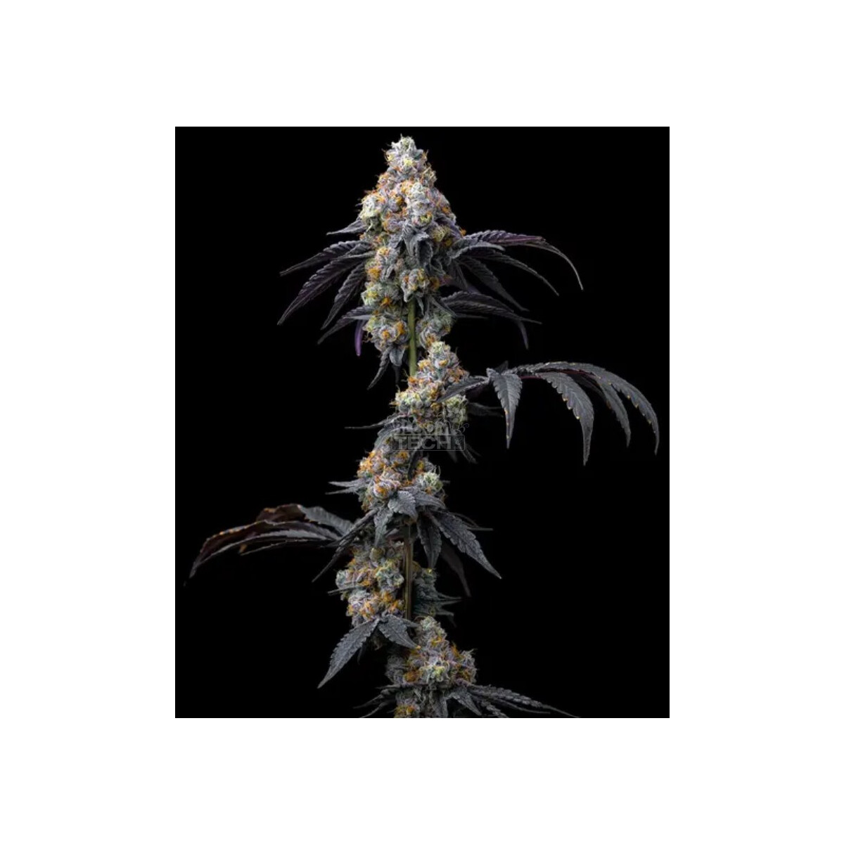 Rainbow Sherbet - Barneys Farm feminisiert 3er Pack
