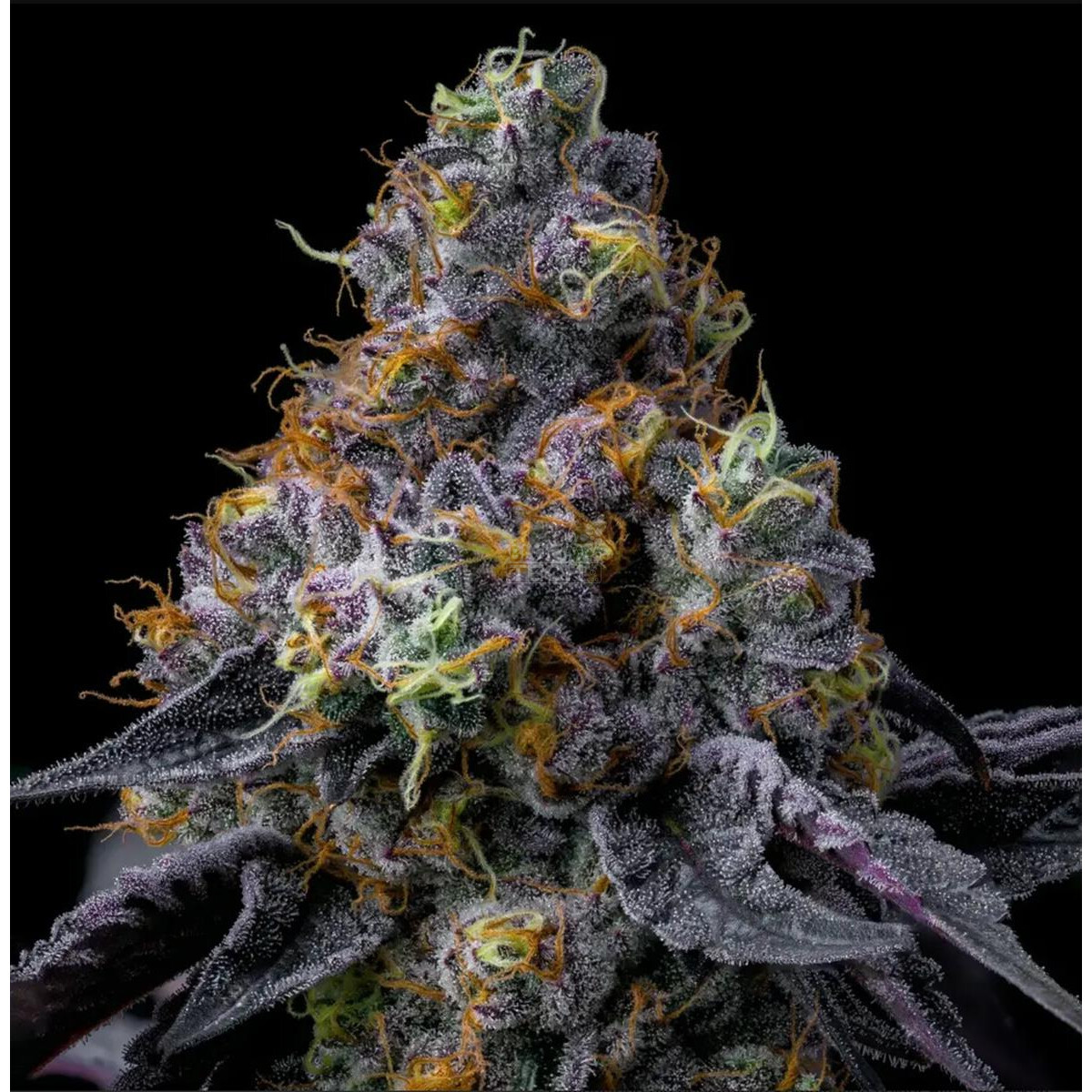 Rainbow Sherbet - Barneys Farm feminisiert 3er Pack