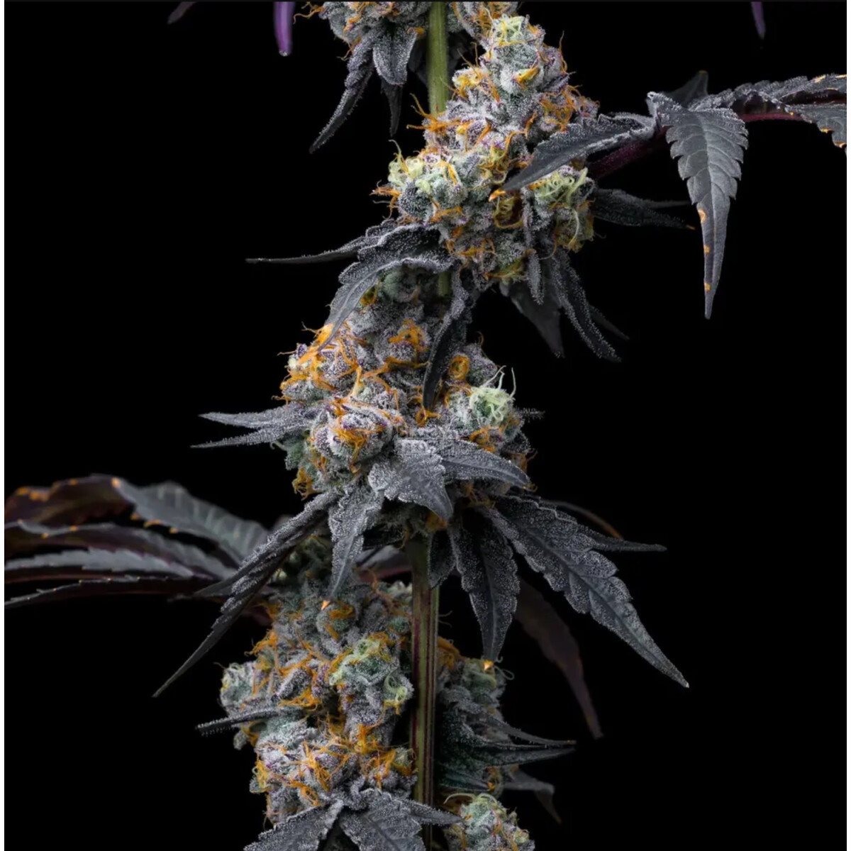 Rainbow Sherbet - Barneys Farm feminisiert 3er Pack