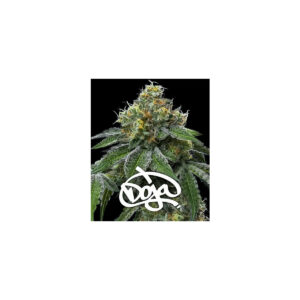 RS11 x Banana OG - Barneys Farm feminisiert 3er Pack
