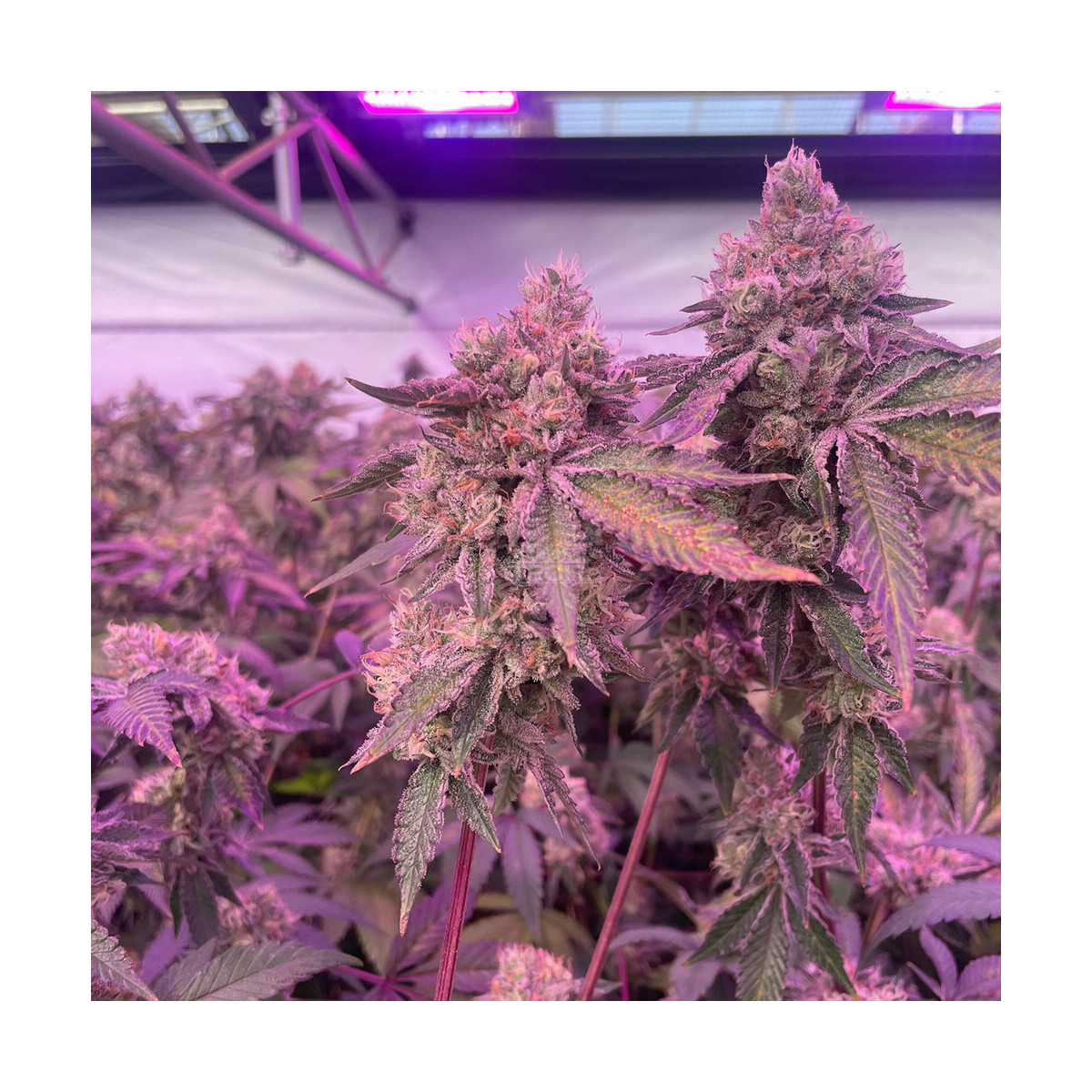 RS11 x Banana OG - Barneys Farm feminisiert 3er Pack