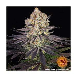 Runtz - Barneys Farm feminisiert 3er Pack