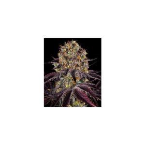 Runtz Layer Cake - Barneys Farm feminisiert 3er Pack