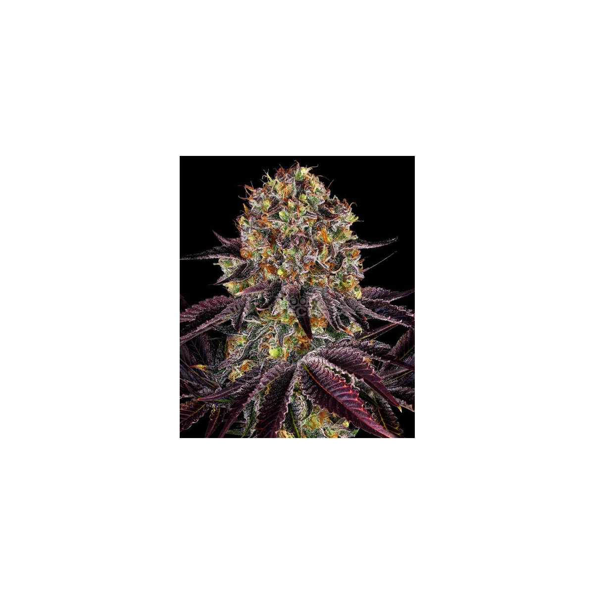 Runtz Layer Cake - Barneys Farm feminisiert 3er Pack