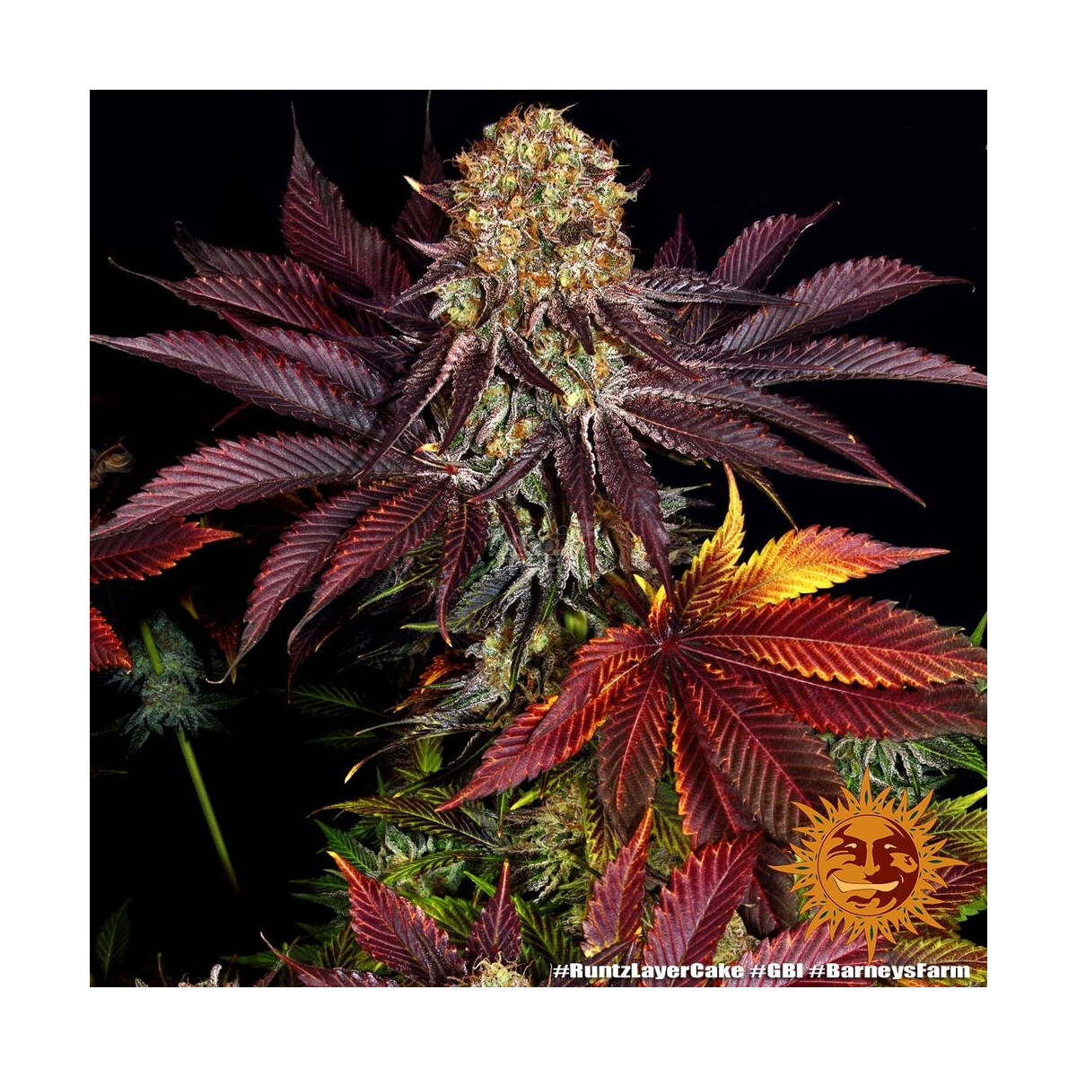 Runtz Layer Cake - Barneys Farm feminisiert 3er Pack