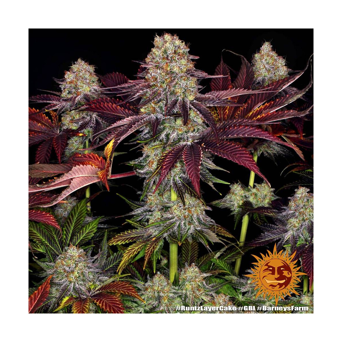 Runtz Layer Cake - Barneys Farm feminisiert 3er Pack