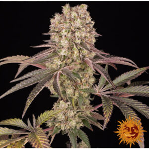 Runtz Muffin - Barneys Farm feminisiert 3er Pack