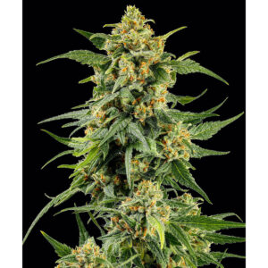 Skunk #1 - Barneys Farm feminisiert 3er Pack
