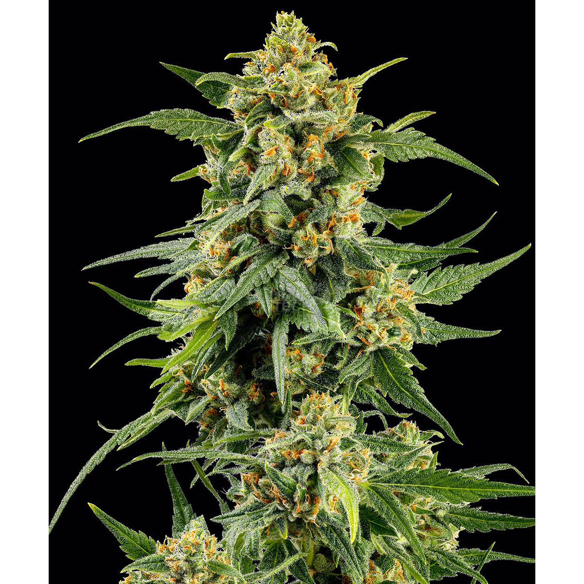 Skunk #1 - Barneys Farm feminisiert 3er Pack