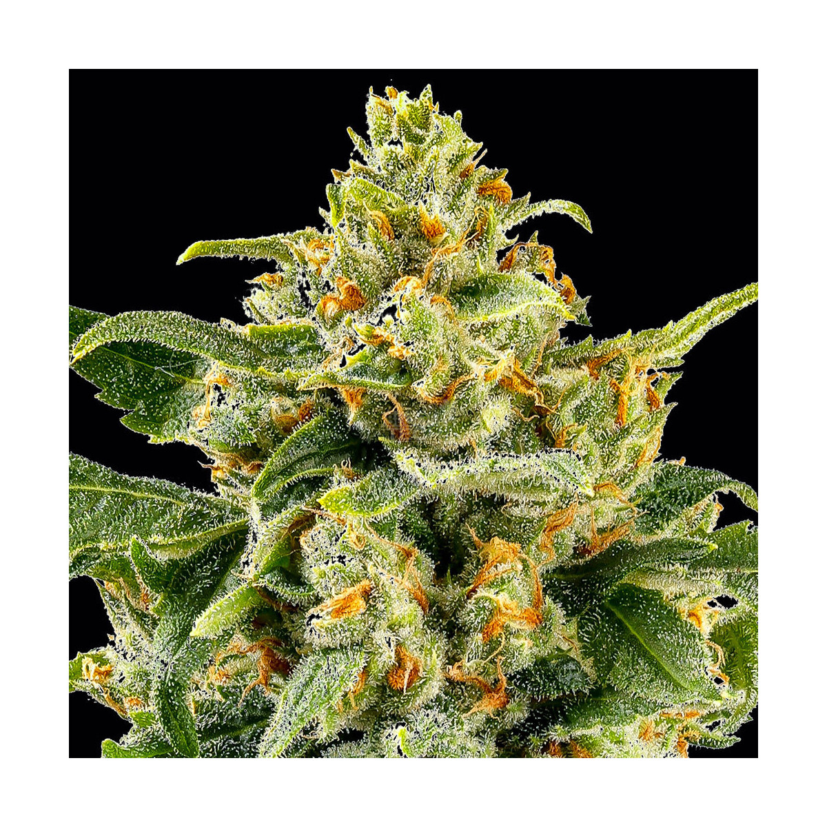 Skunk #1 - Barneys Farm feminisiert 3er Pack