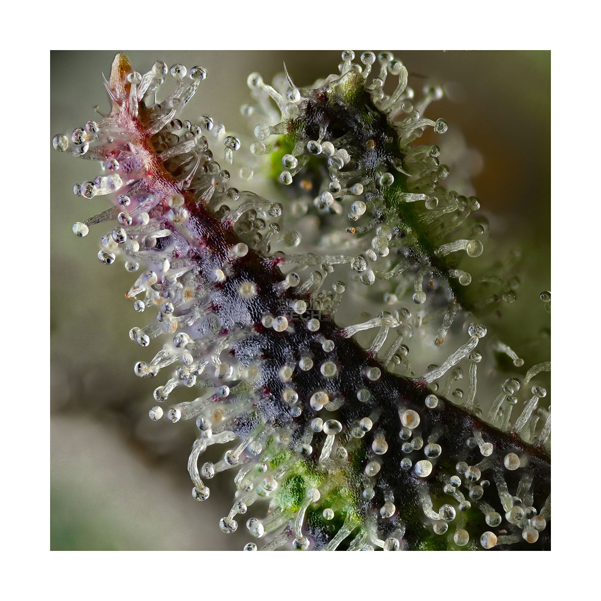 Skunk #1 - Barneys Farm feminisiert 3er Pack