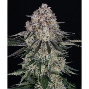 Sour Diesel Auto - Barneys Farm feminisiert 3er Pack