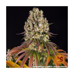 Sour Diesel - Barneys Farm feminisiert 3er Pack