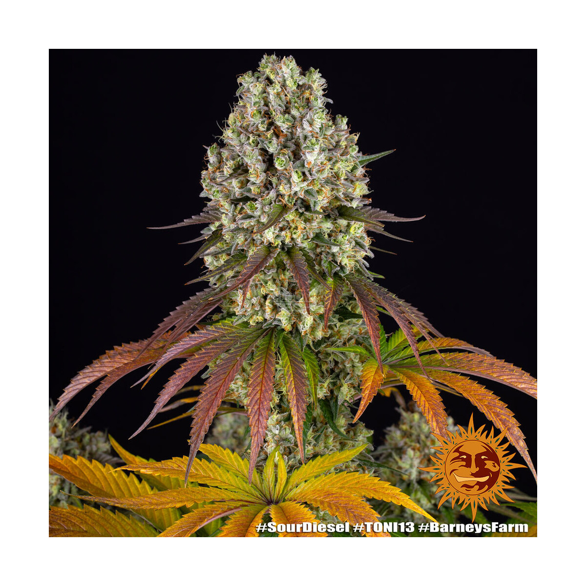 Sour Diesel - Barneys Farm feminisiert 3er Pack