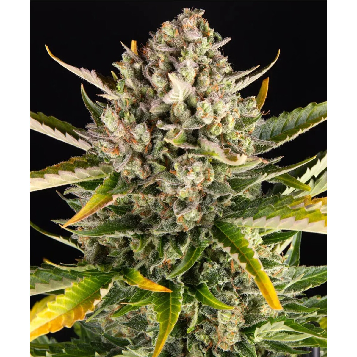 Strawberry Cheesecake Auto - Barneys Farm feminisiert 3er Pack