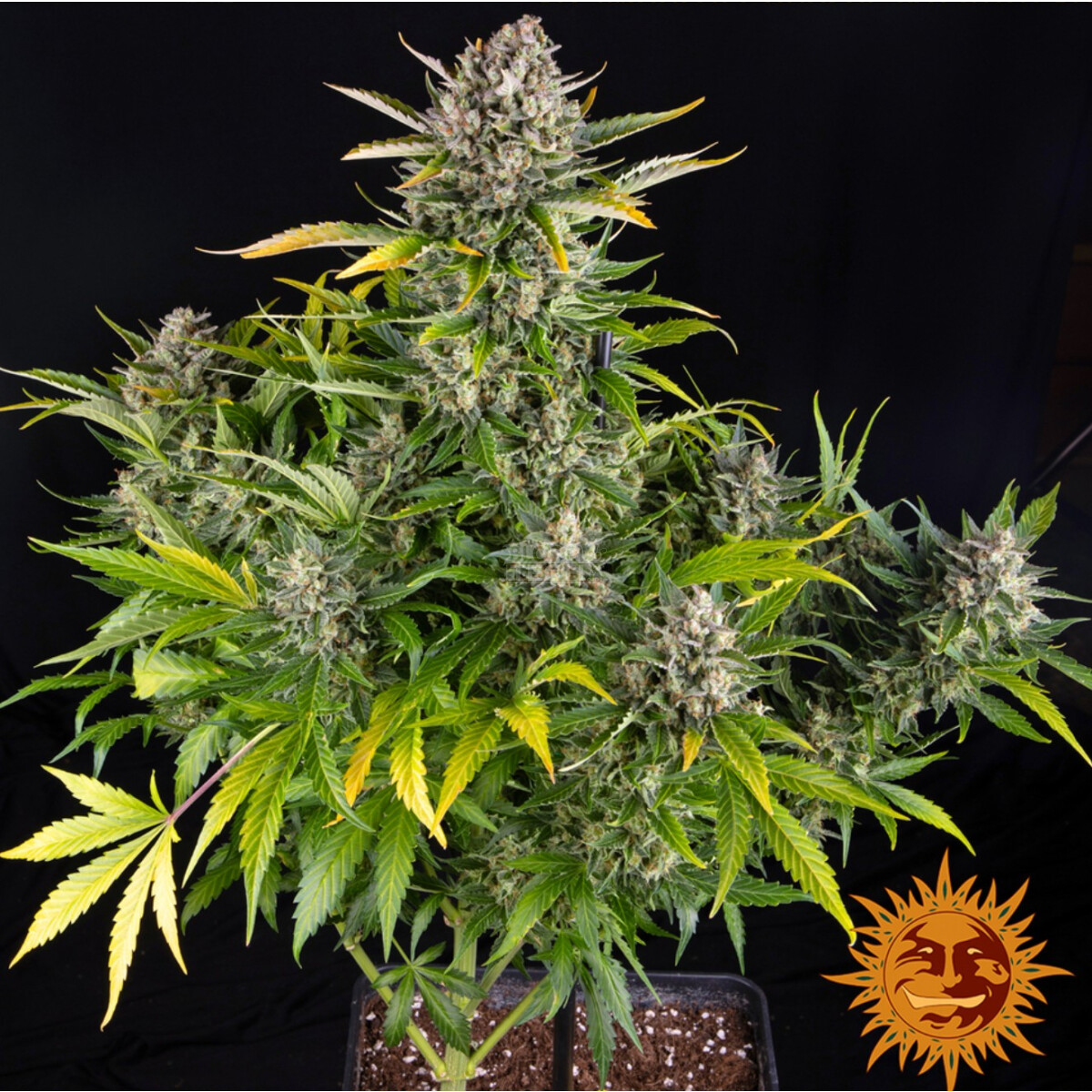 Strawberry Cheesecake Auto - Barneys Farm feminisiert 3er Pack