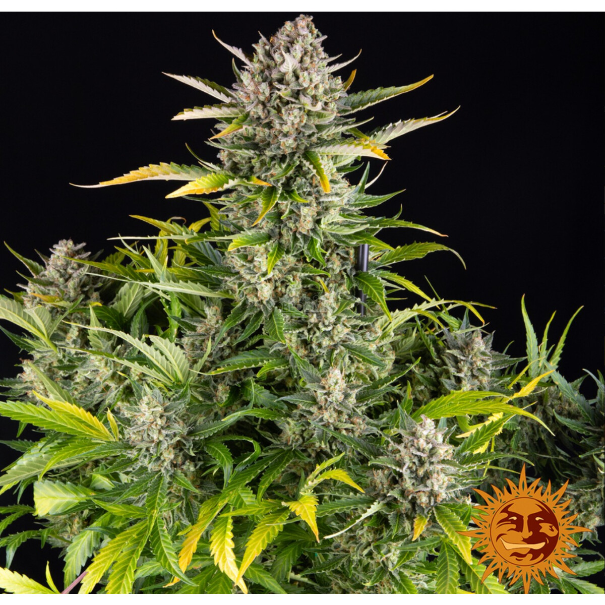 Strawberry Cheesecake Auto - Barneys Farm feminisiert 3er Pack