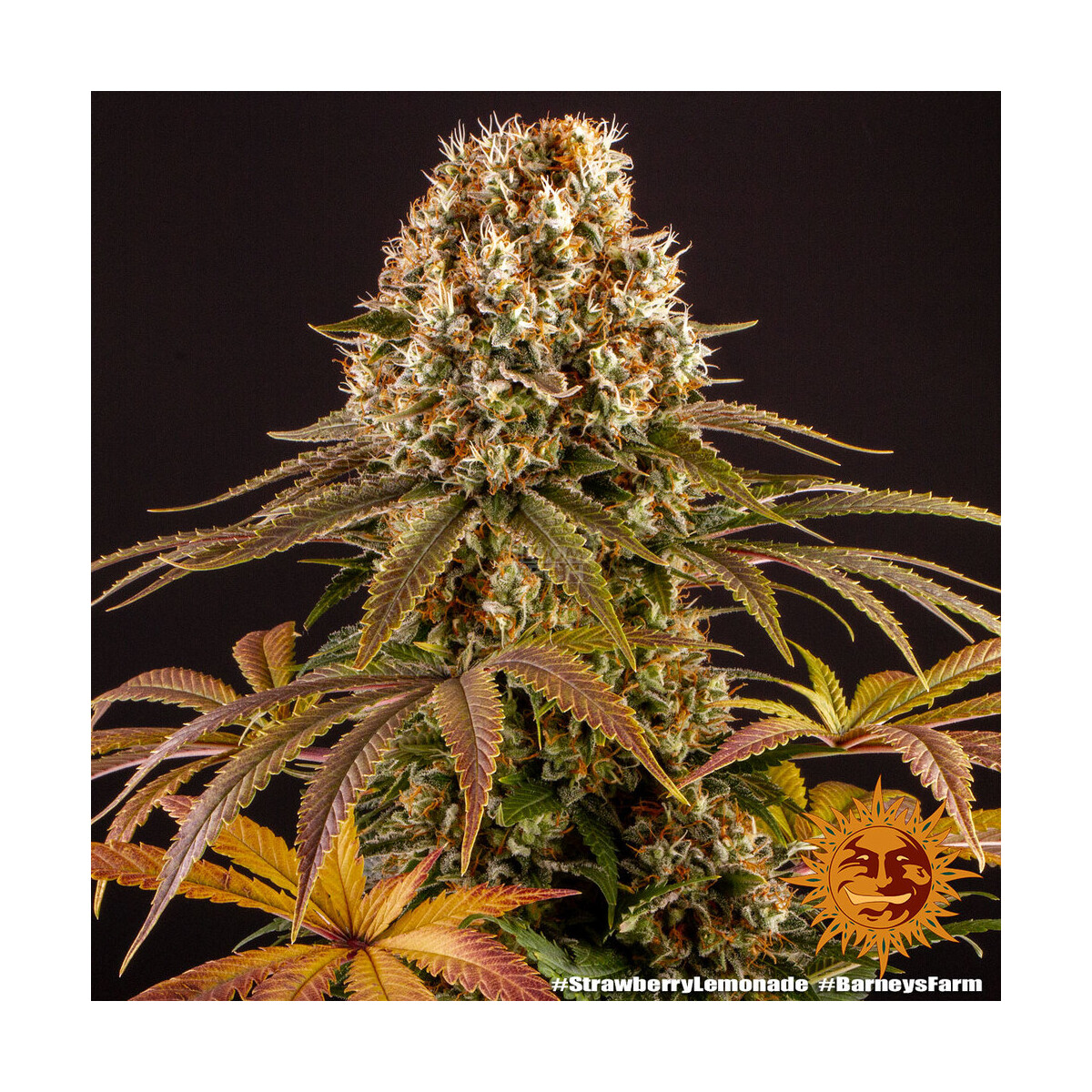 Strawberry Lemonade - Barneys Farm feminisiert 3er Pack
