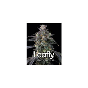 Super Boof - Barneys Farm feminisiert 3er Pack