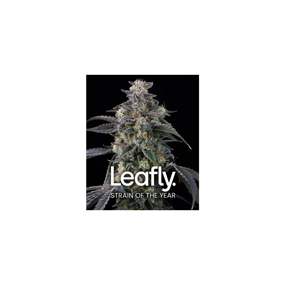 Super Boof - Barneys Farm feminisiert 3er Pack