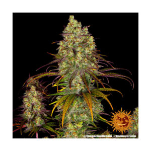 Tangerine Dream - Barneys Farm feminisiert 3er Pack