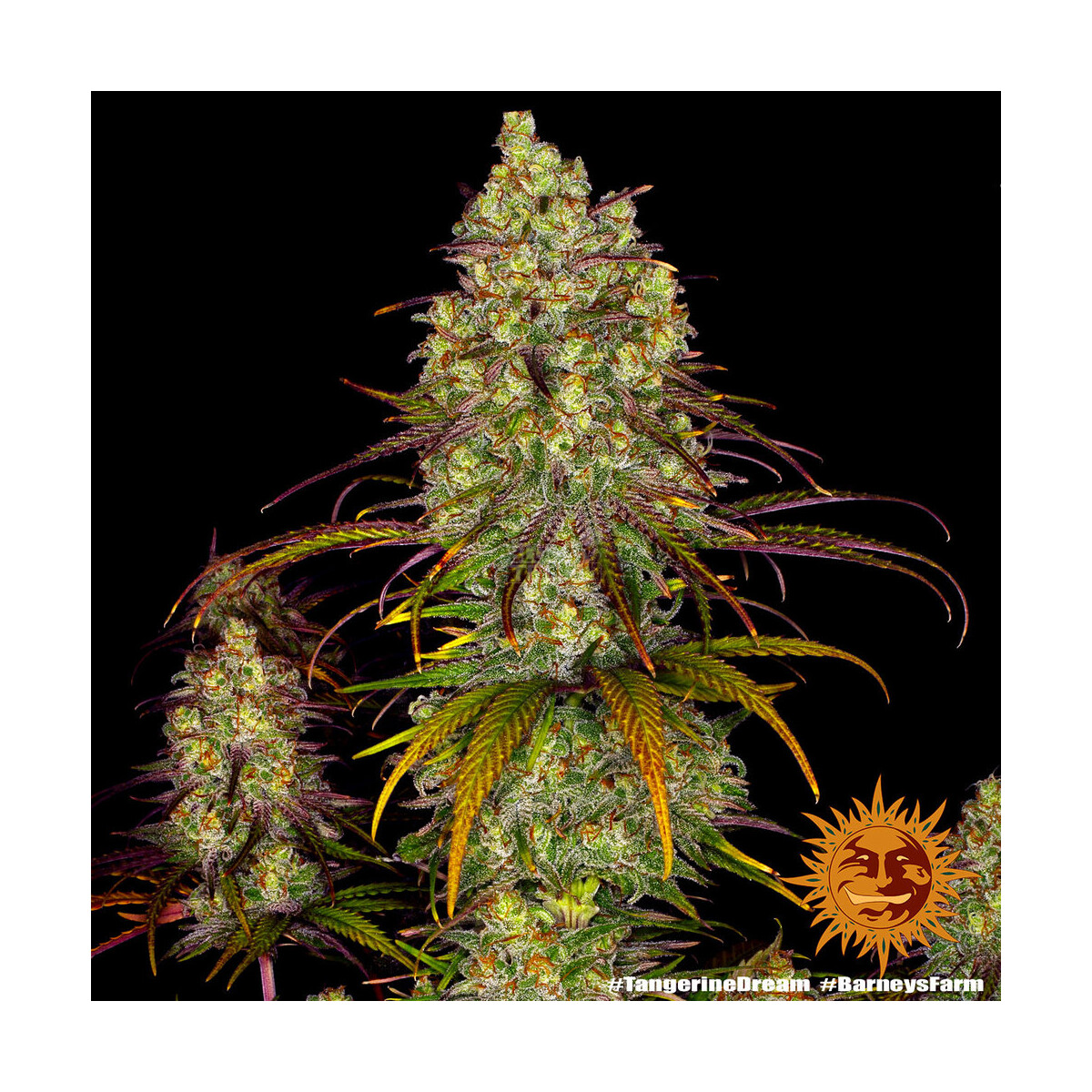 Tangerine Dream - Barneys Farm feminisiert 3er Pack