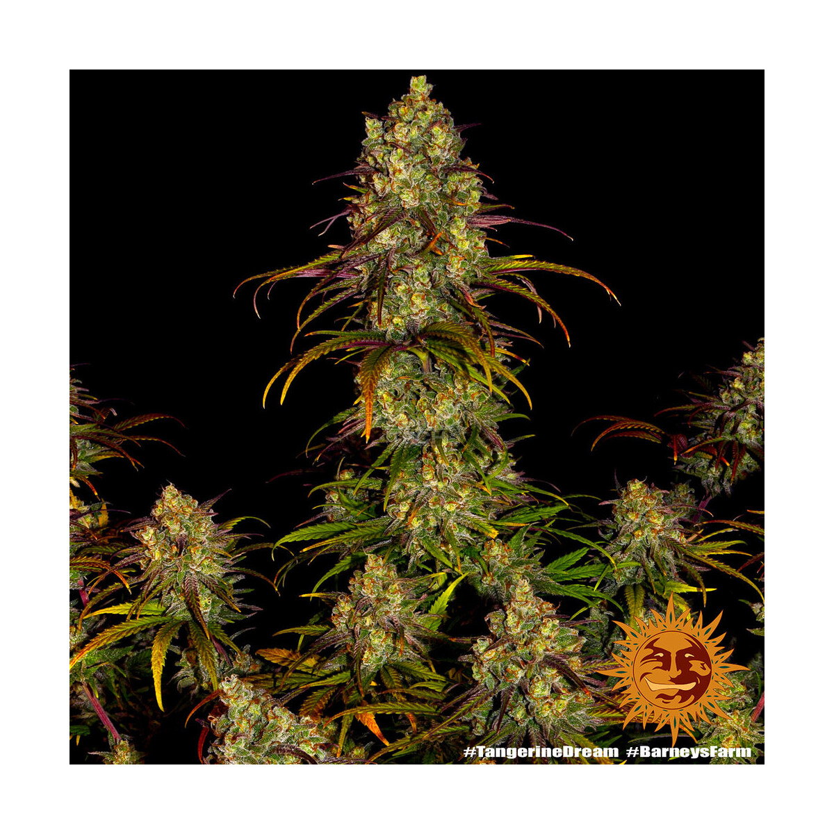 Tangerine Dream - Barneys Farm feminisiert 3er Pack