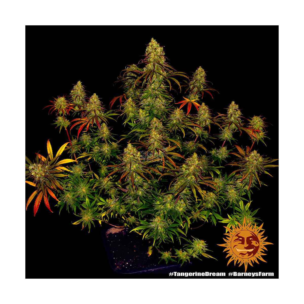 Tangerine Dream - Barneys Farm feminisiert 3er Pack