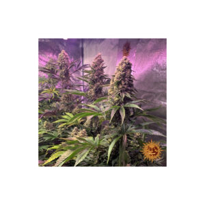 Tropicanna Banana - Barneys Farm feminisiert 3er Pack