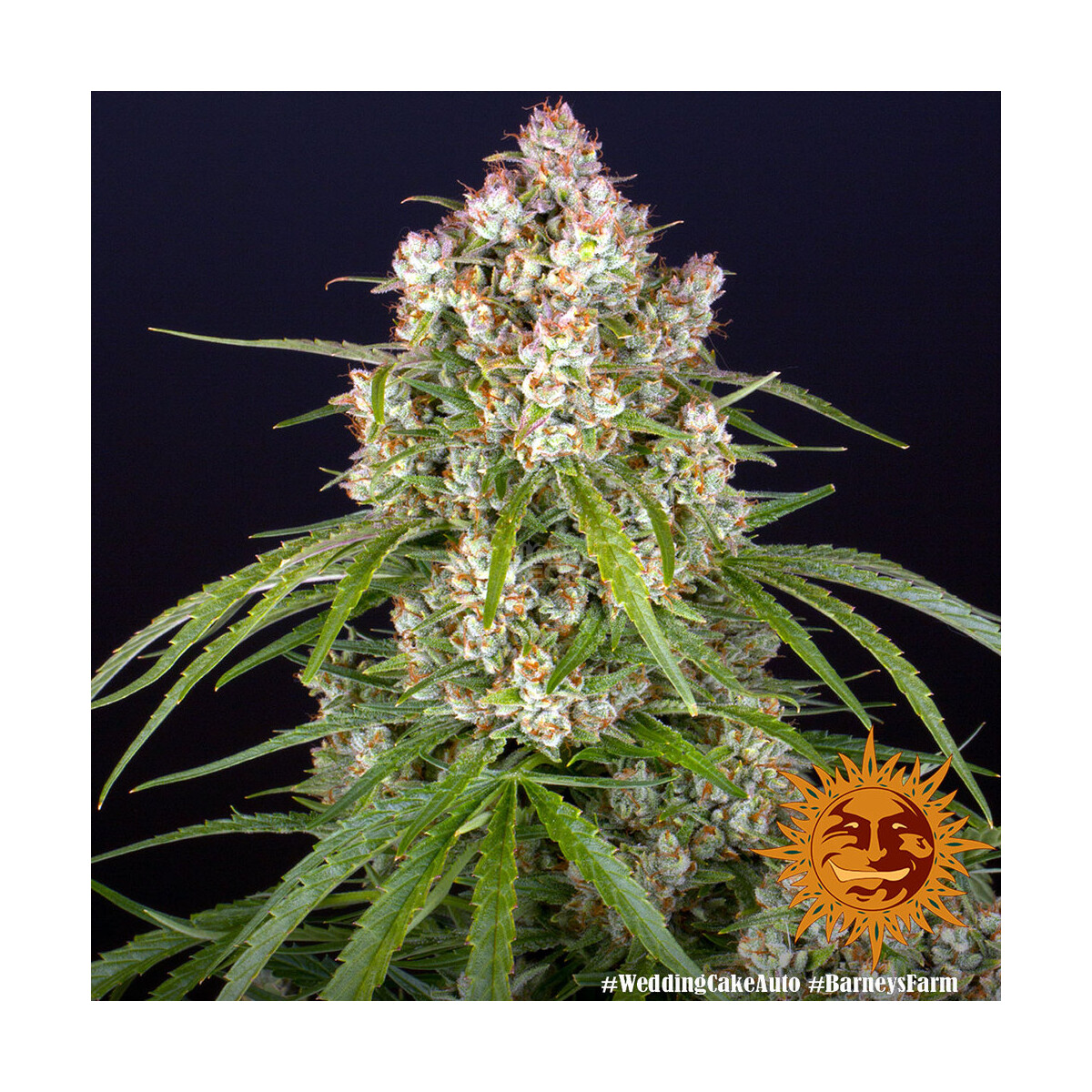 Wedding Cake Auto - Barneys Farm feminisiert 3er Pack
