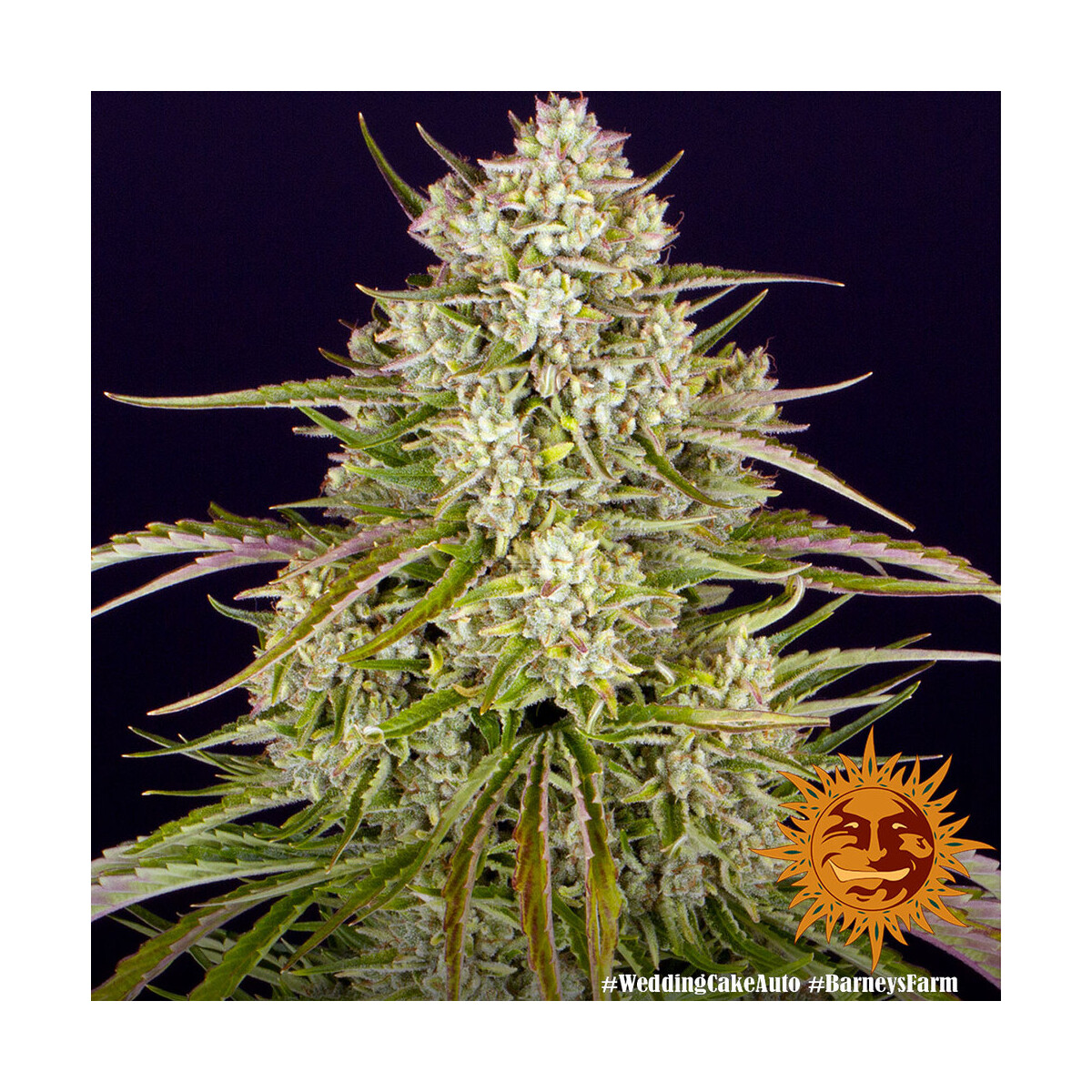Wedding Cake Auto - Barneys Farm feminisiert 3er Pack