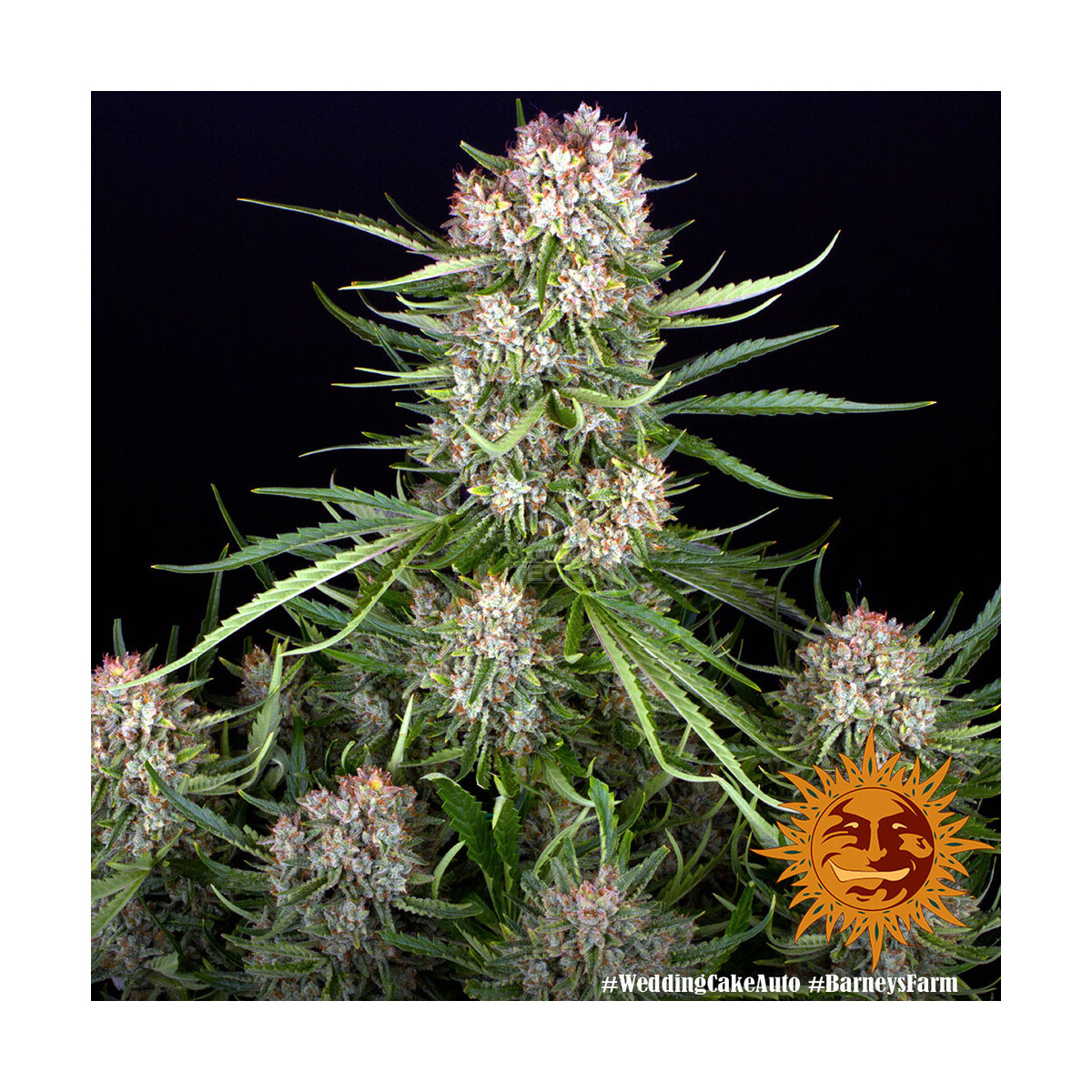 Wedding Cake Auto - Barneys Farm feminisiert 3er Pack
