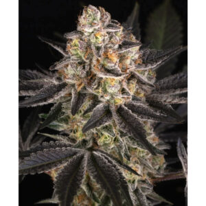 White Runtz - Barneys Farm feminisiert 3er Pack