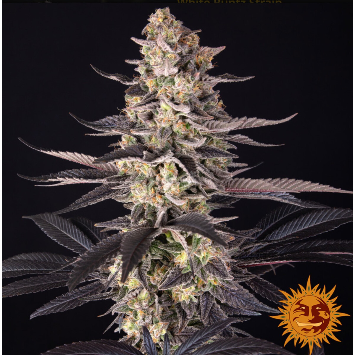 White Runtz - Barneys Farm feminisiert 3er Pack