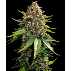 White Widow XXL Auto - Barneys Farm feminisiert 3er Pack