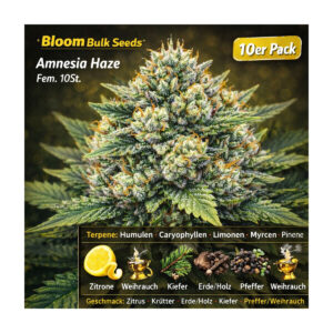 Amnesia Haze - Bloom Bulk Seeds feminisiert 10er Pack