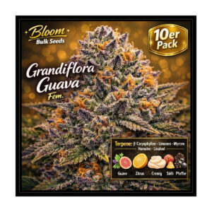 Grandiflora Guava - Bloom Bulk Seeds feminisiert 10er Pack