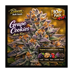 Grape Cookies Auto - Bloom Bulk Seeds feminisiert 10er Pack