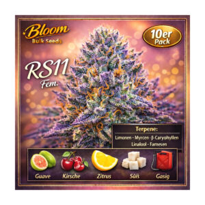 RS11 - Bloom Bulk Seeds feminisiert 10er Pack