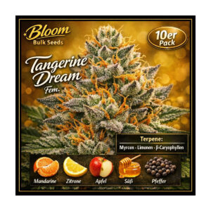 Tangerine Dream - Bloom Bulk Seeds feminisiert 10er Pack