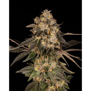 Corn Syrup - Cookies Seeds feminisiert 3er Pack