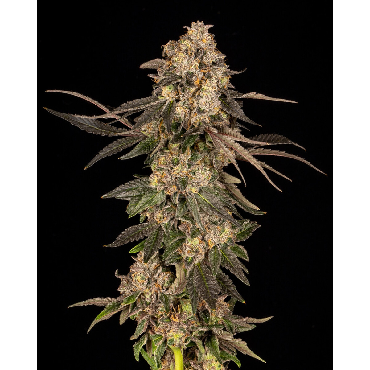 Corn Syrup - Cookies Seeds feminisiert 3er Pack