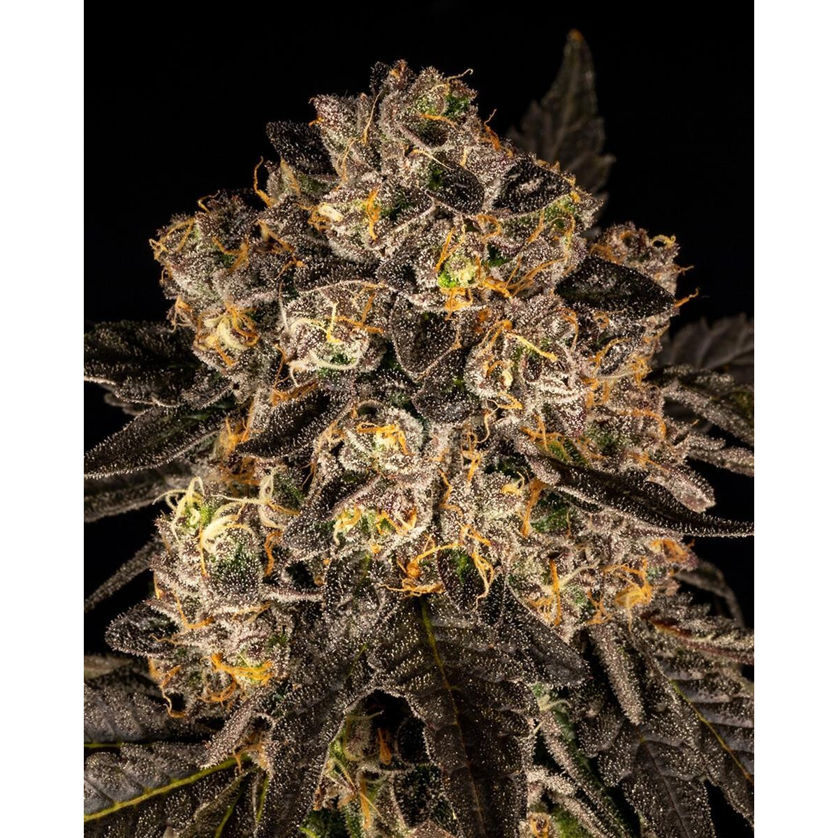 Corn Syrup - Cookies Seeds feminisiert 3er Pack