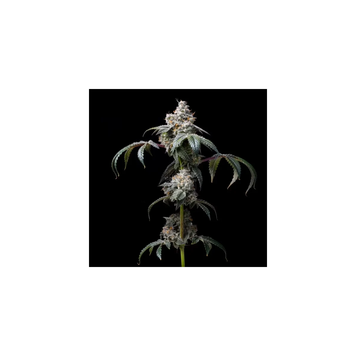 Dirty Diana - Cookies Seeds feminisiert 3er Pack