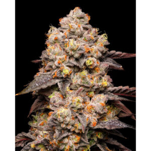 Dried Fruit - Cookies Seeds feminisiert 3er Pack