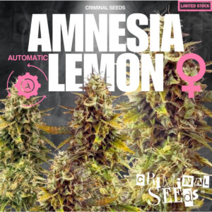 Amnesia Lemon Auto - Criminal Seeds feminisiert 3er Pack