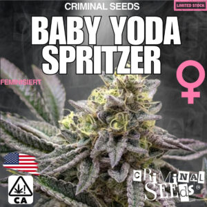 Baby Yoda Spritzer - Criminal Seeds feminisiert 3er Pack