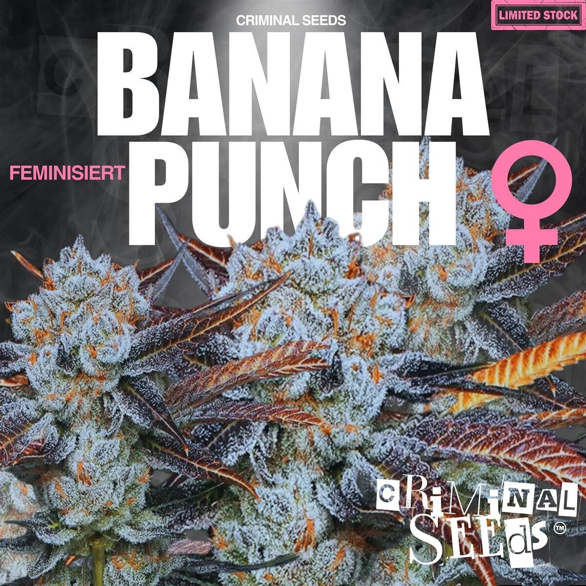 Banana Punch - Criminal Seeds feminisiert 3er Pack